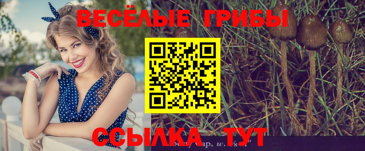 Волхов  Галлюциногенные грибы мухоморы  Вход с VPN 